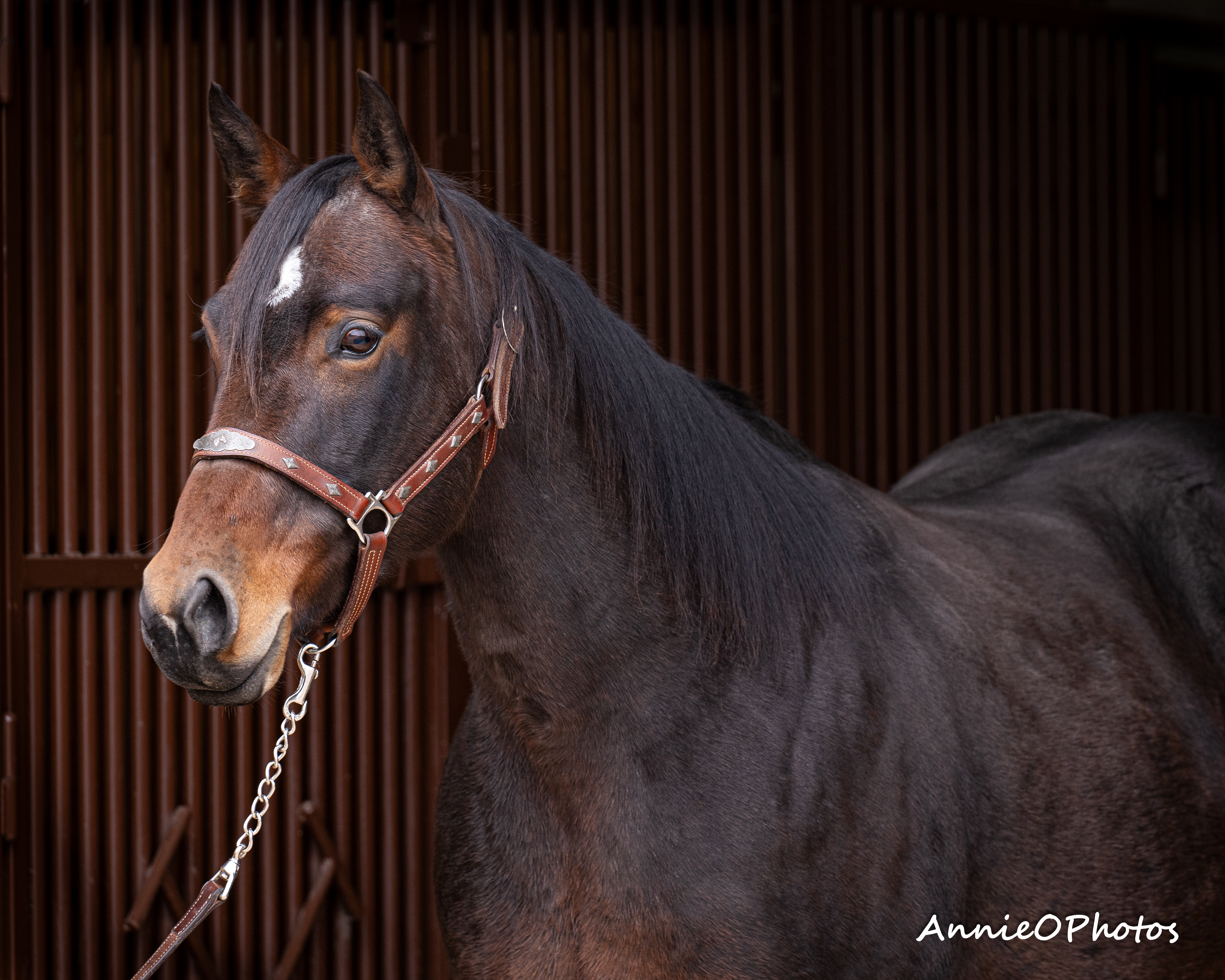 Andys Last Dance | Cowan Select Horses