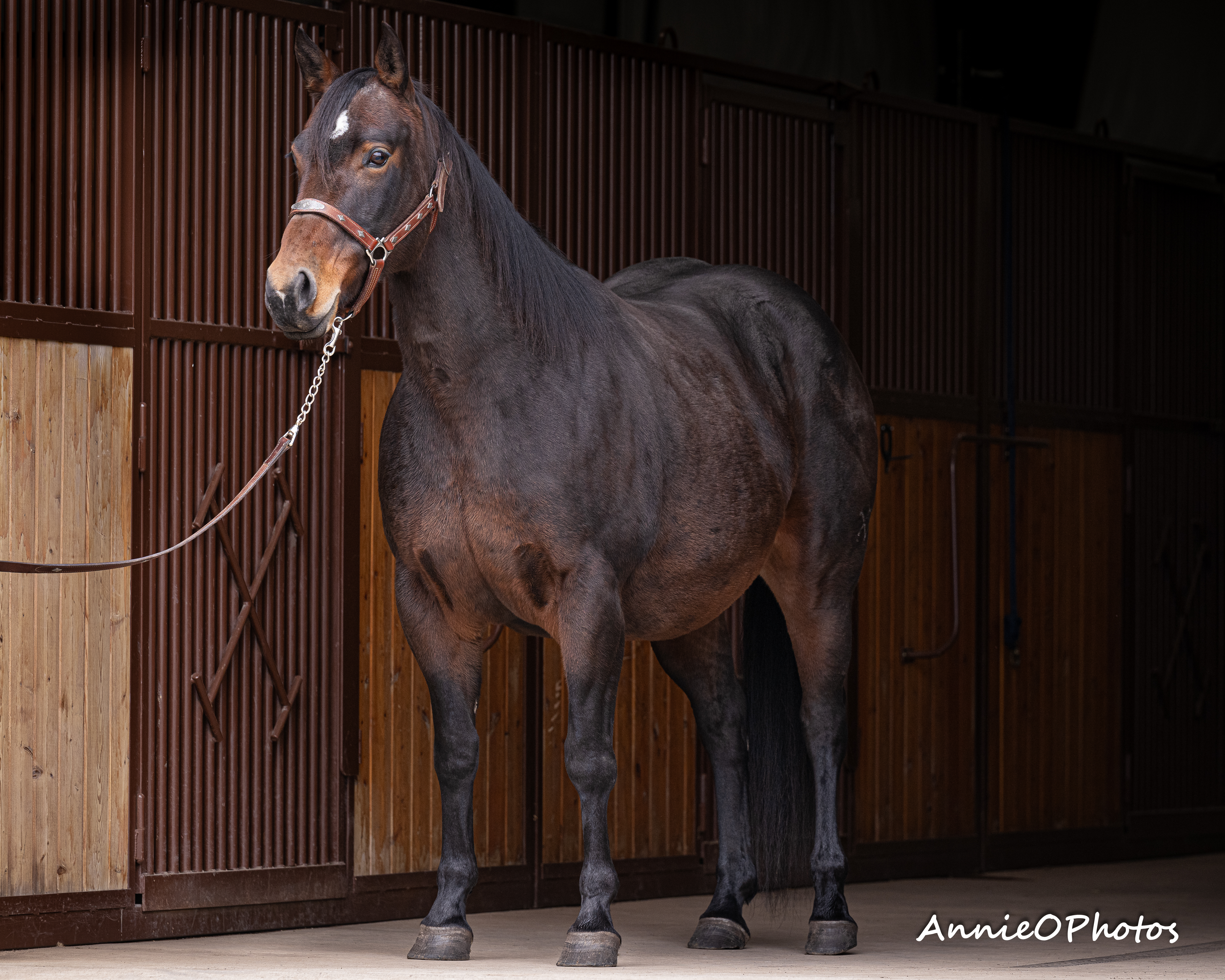 Andys Last Dance | Cowan Select Horses