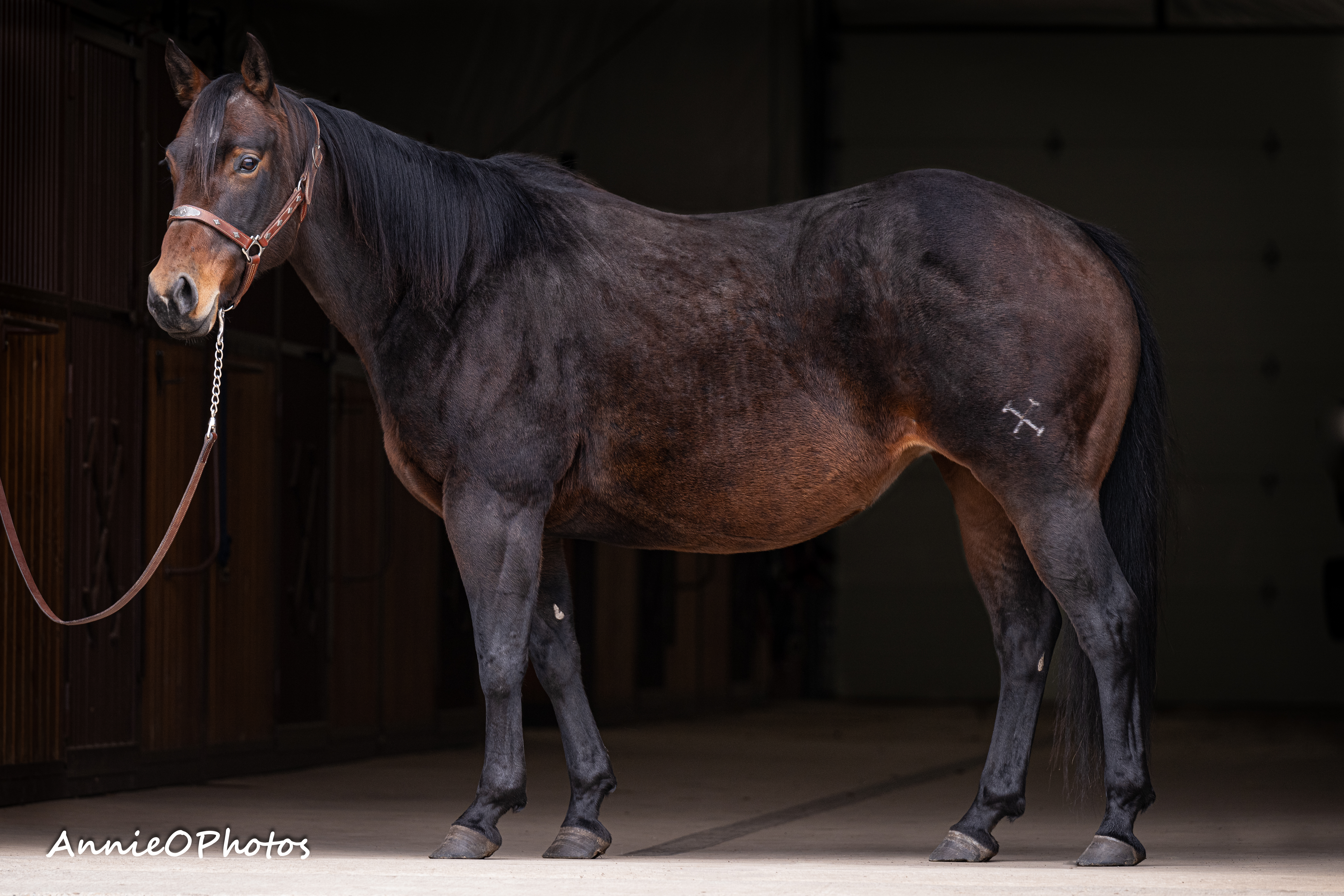 Andys Last Dance | Cowan Select Horses