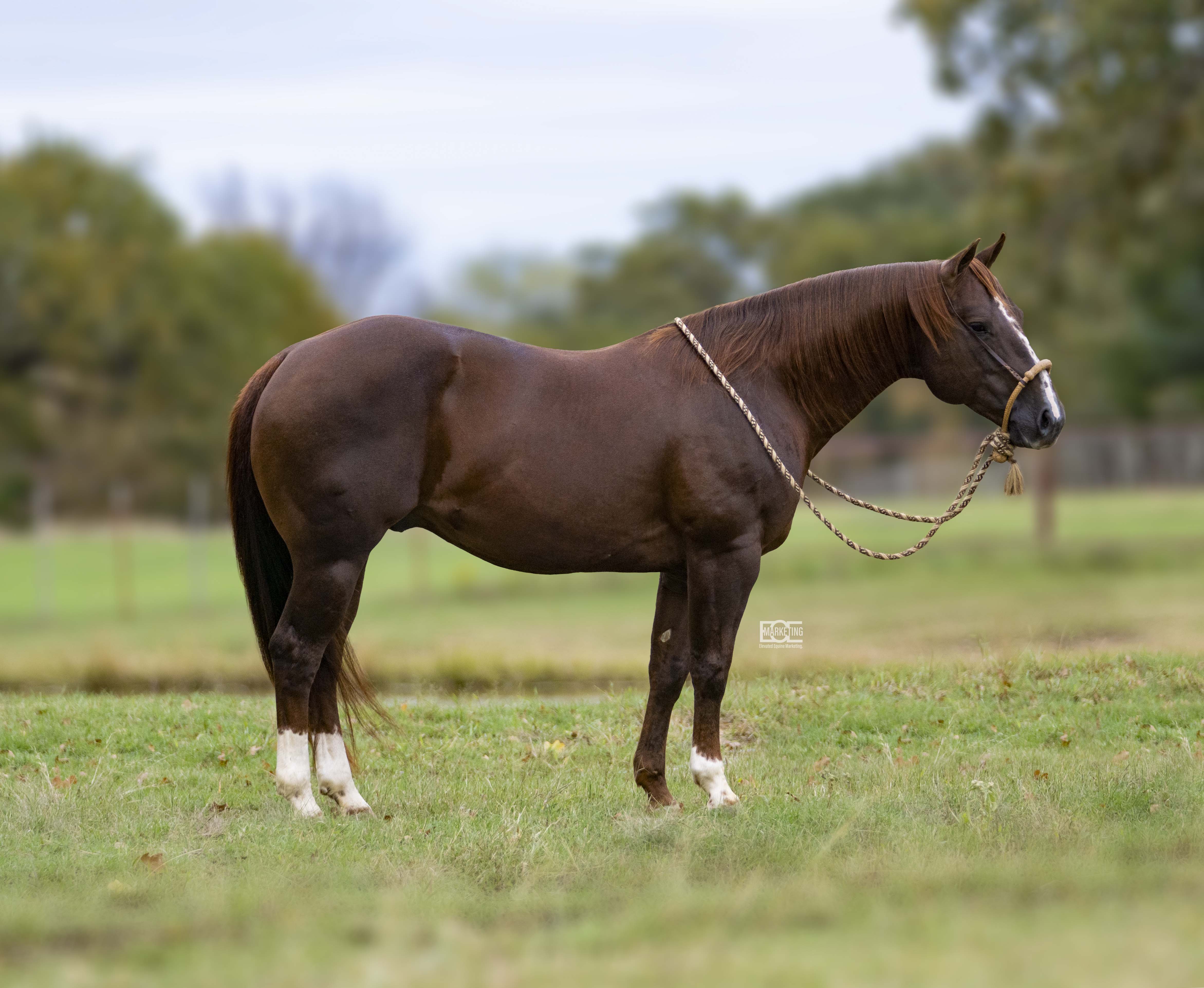 Dualin Cats | Cowan Select Horses