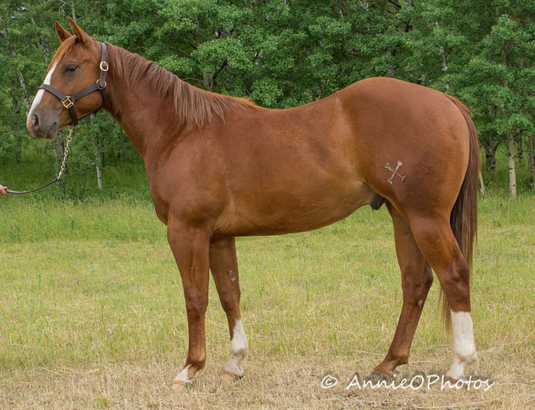 Dualin Sparks Cowan Select Horses