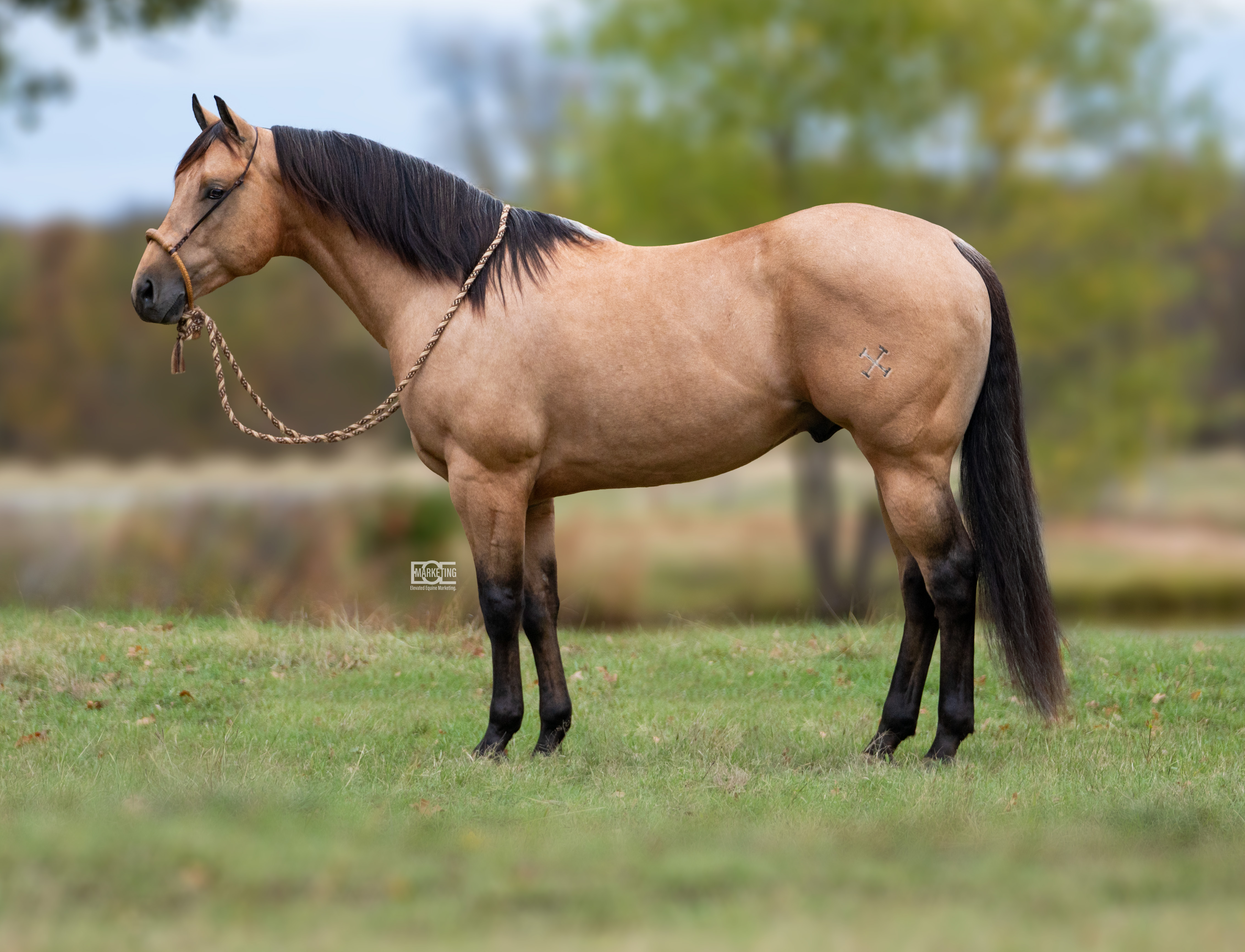 French Cowboy | 2018 Buckskin Stallion