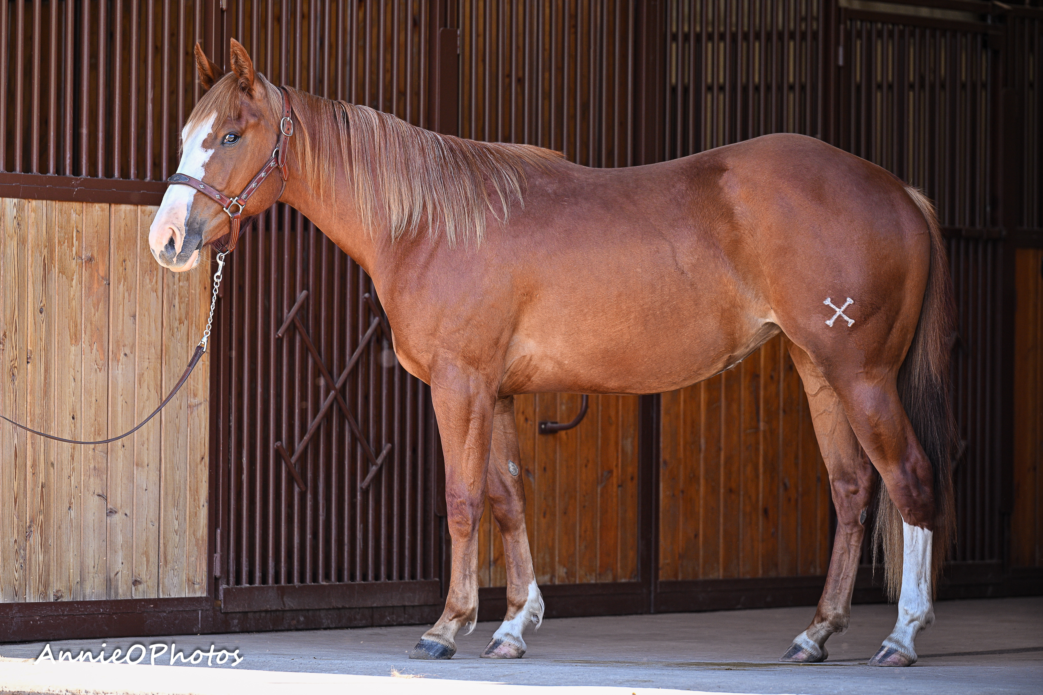 Heavy Metal Queen | Cowan Select Horses