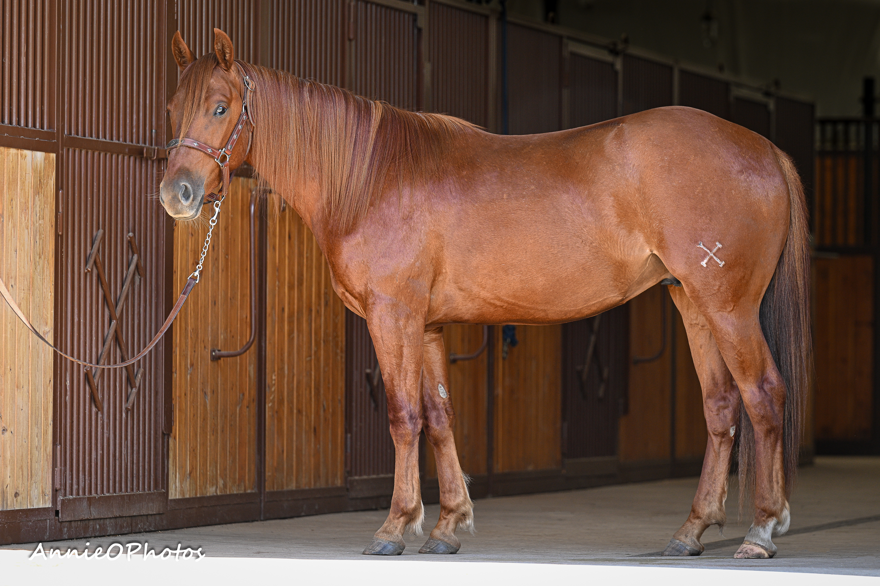 Justa Catty | Cowan Select Horses