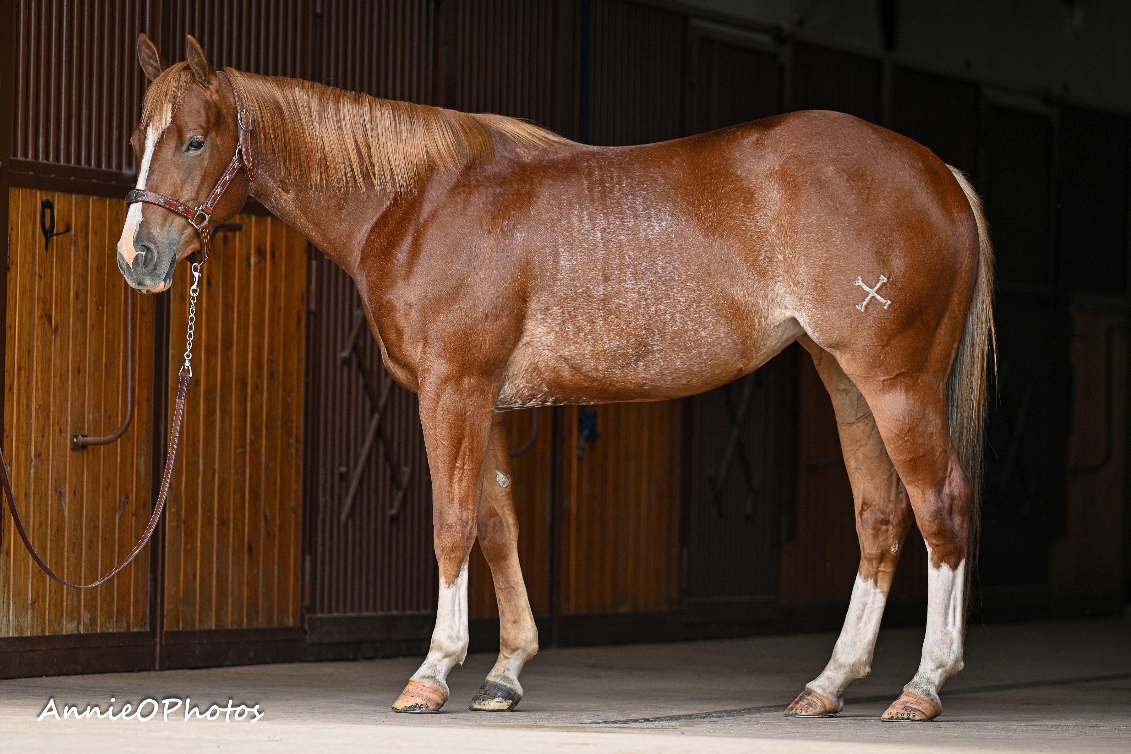 Playin Blue On Black | Cowan Select Horses