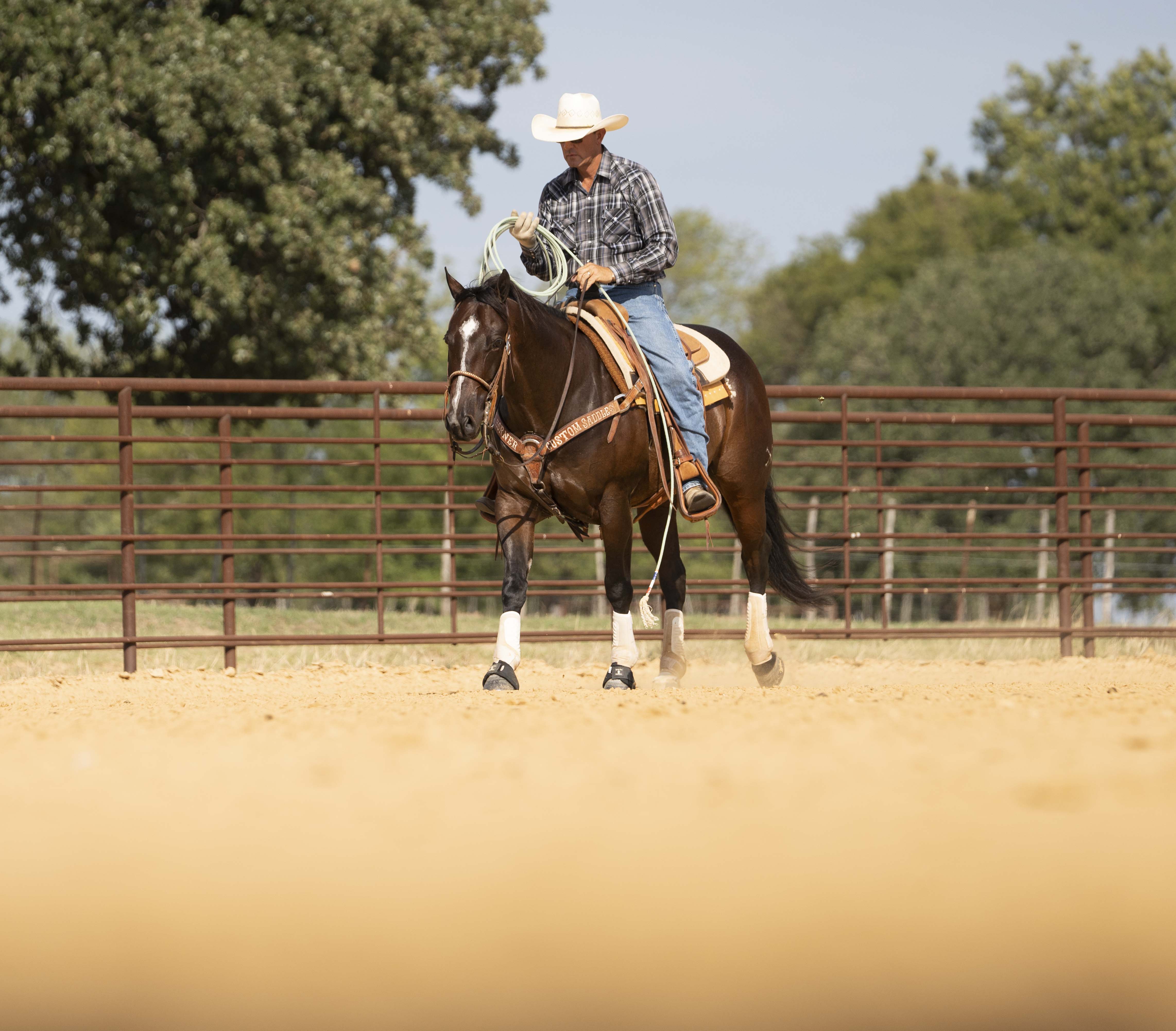 Shorty Gets Down | Cowan Select Horses