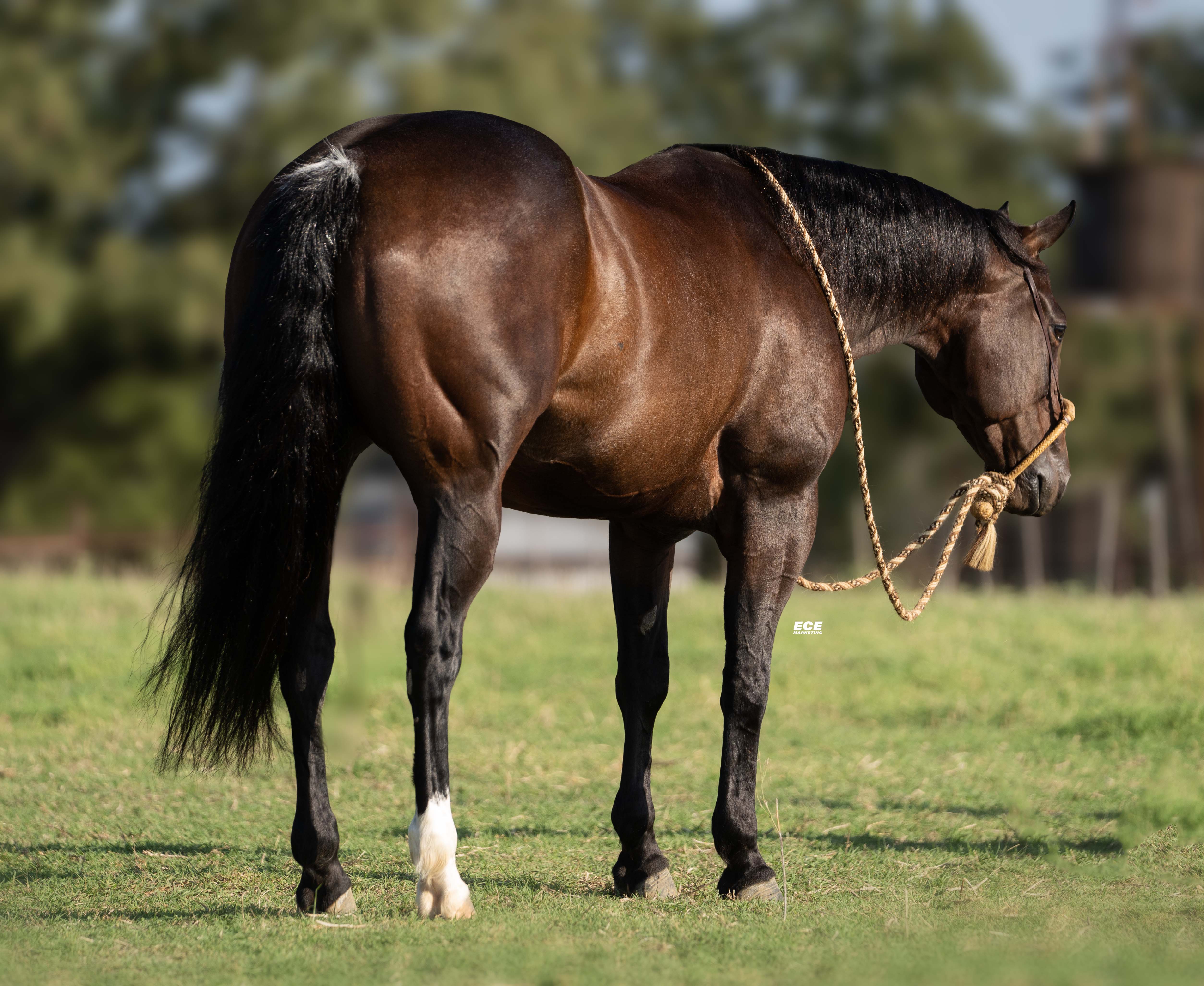 Shorty Gets Down | Cowan Select Horses