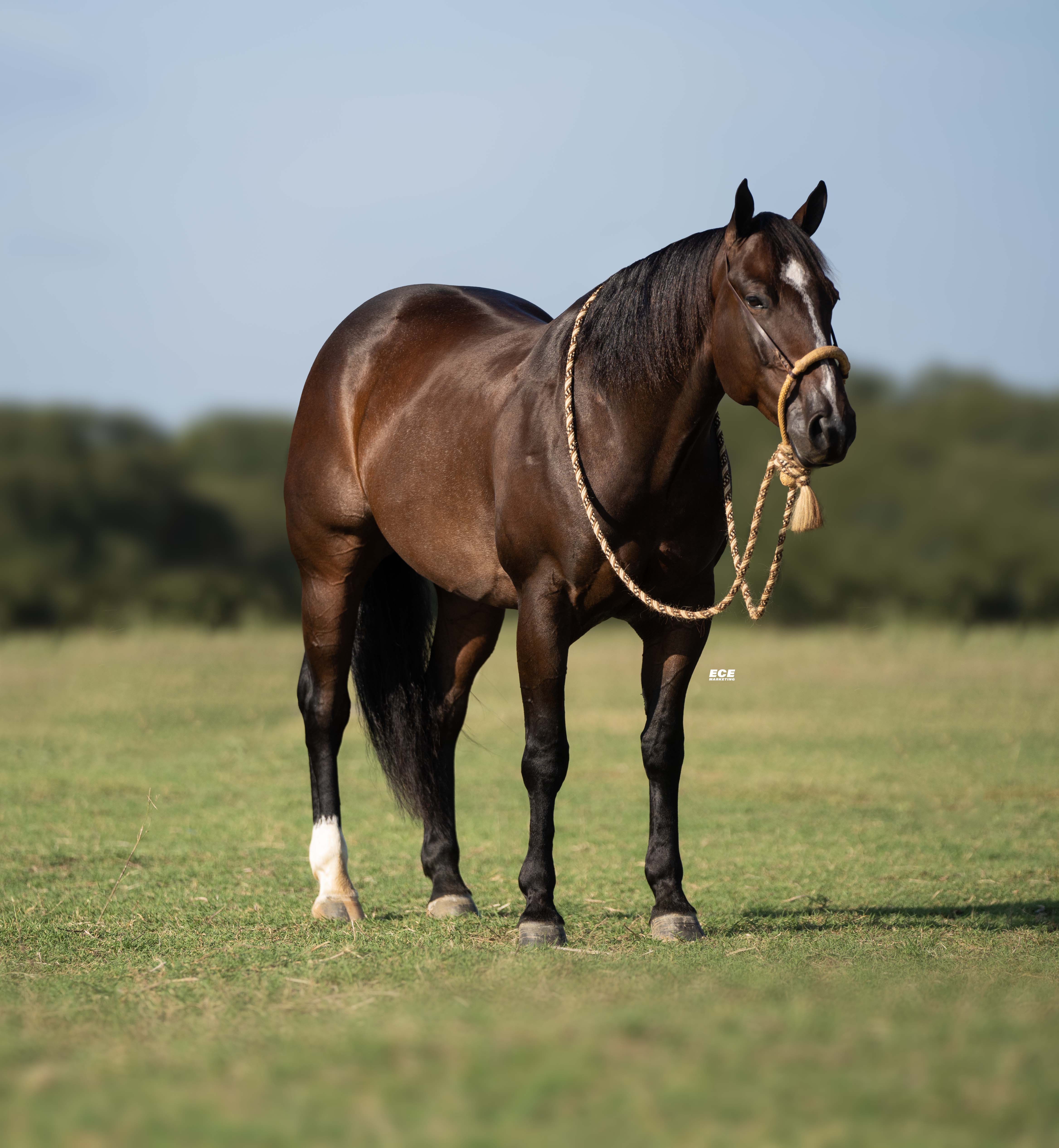 Shorty Gets Down | Cowan Select Horses