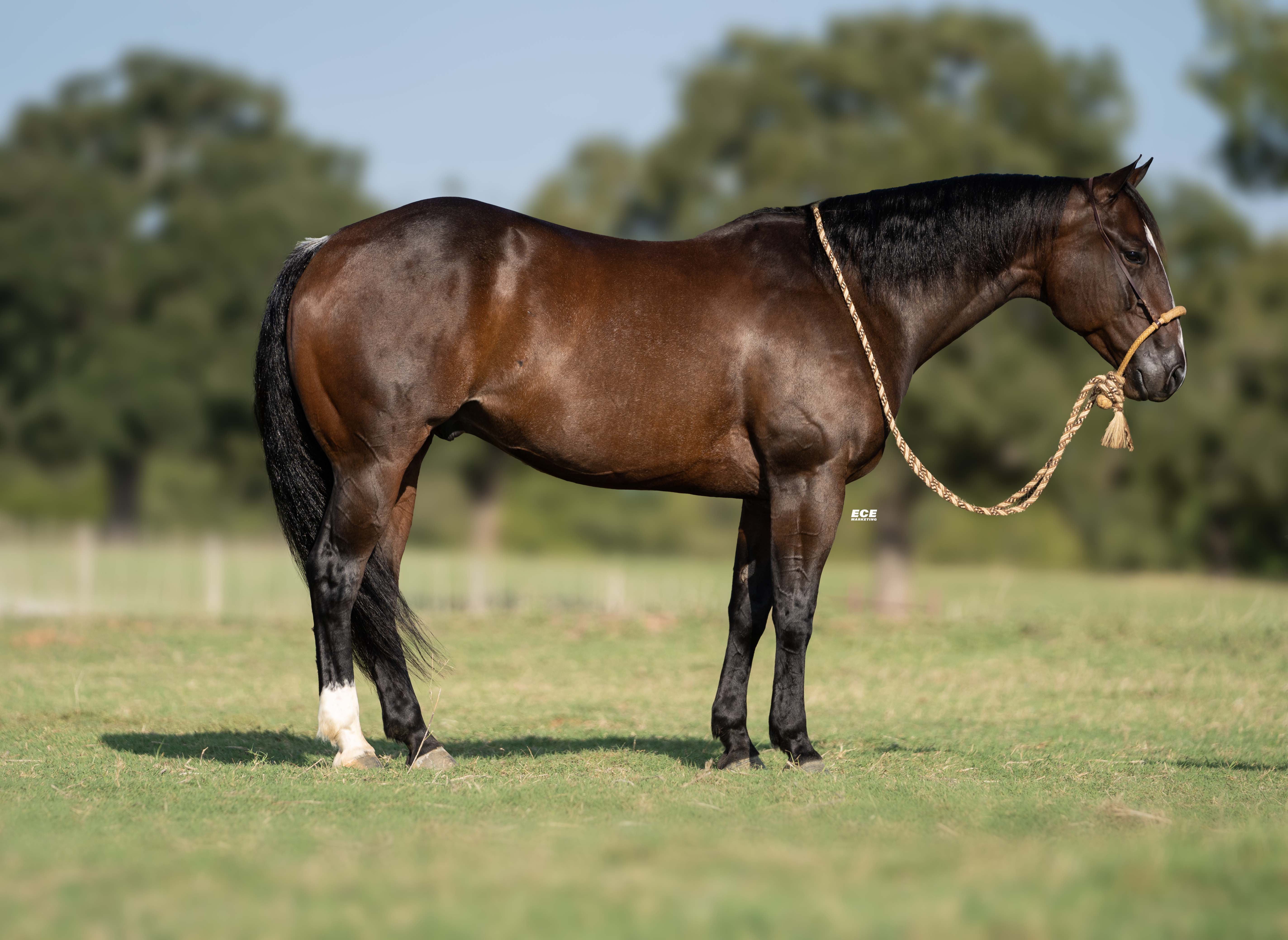 Shorty Gets Down | Cowan Select Horses