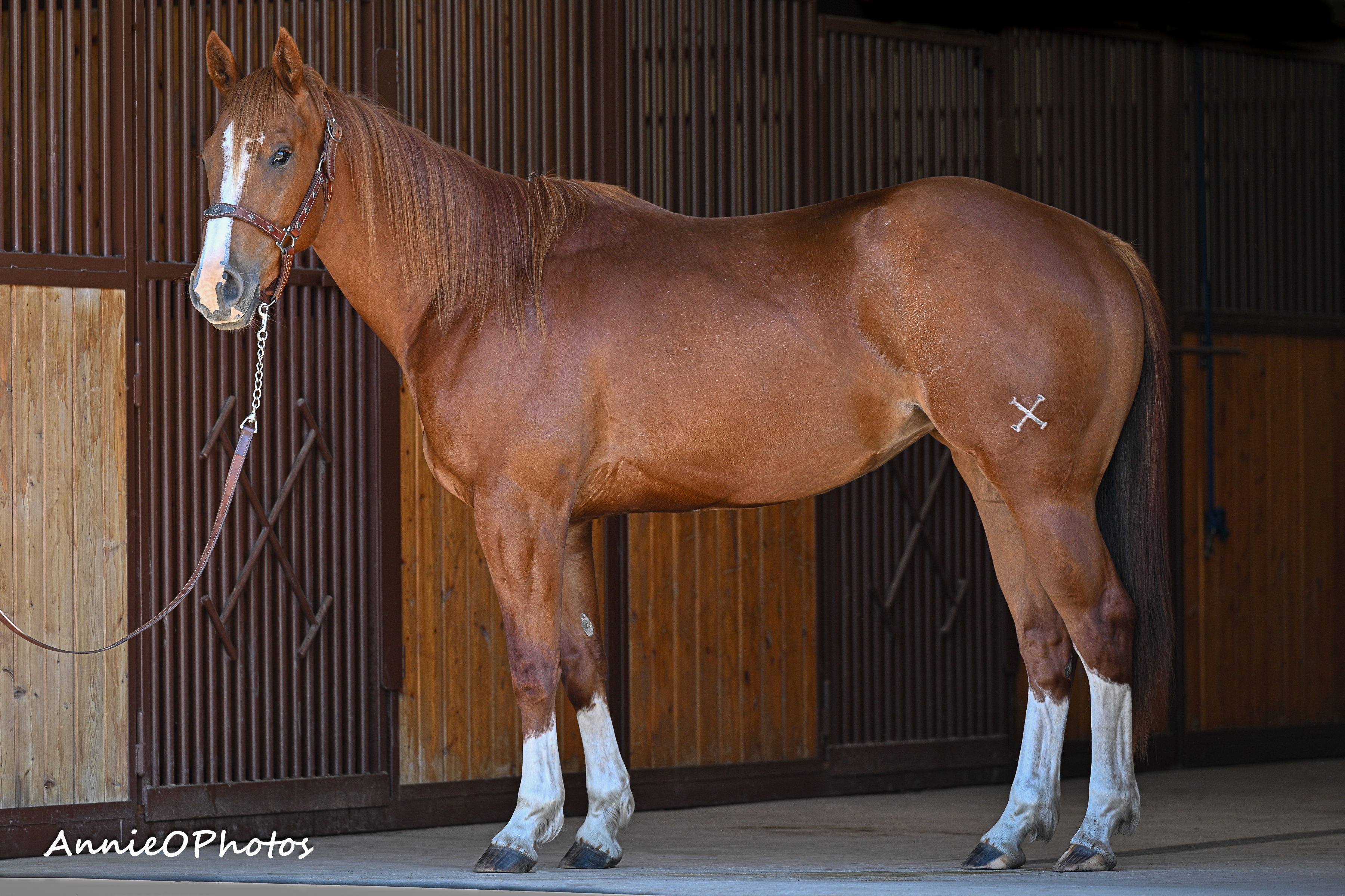 Sock Hop Fame | Cowan Select Horses